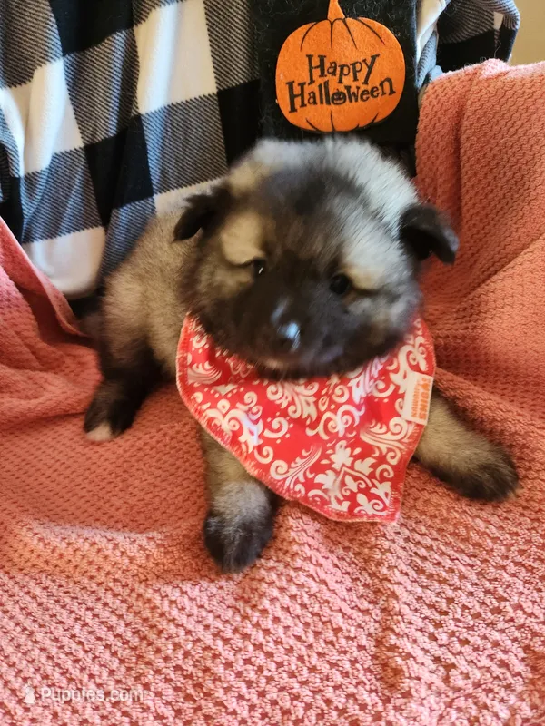 Jyn – Keeshond puppy for sale in Newalla, OK