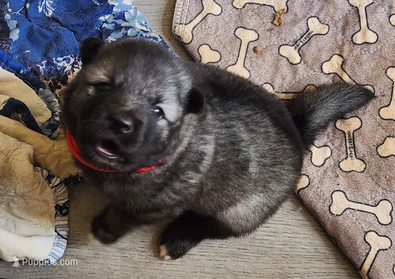 Jyn – Keeshond puppy for sale in Newalla, OK