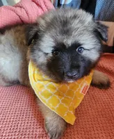 Chesson, a male Keeshond for sale in Newalla, OK – 3 of 4