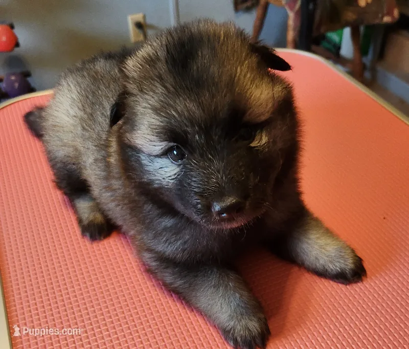 Noor – Keeshond puppy for sale in Newalla, OK