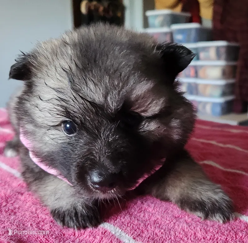 Annika – Keeshond puppy for sale in Newalla, OK
