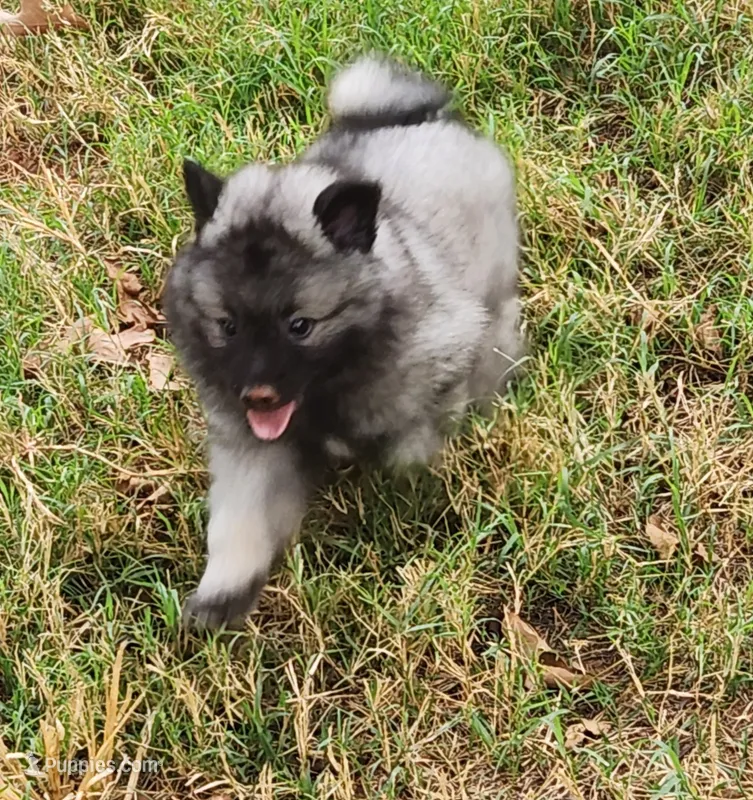 Jyn – Keeshond puppy for sale in Newalla, OK