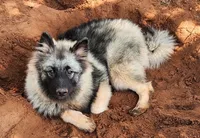AKC Liam, a male Keeshond for sale in Oklahoma City, OK – 4 of 8