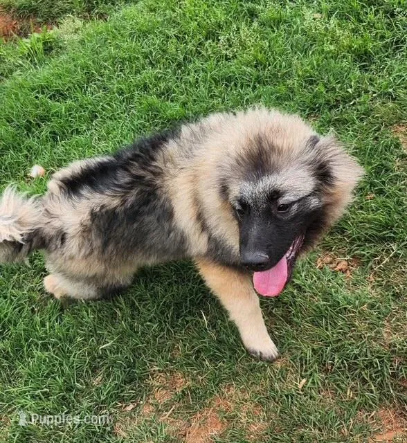AKC Liam – Keeshond puppy for sale in Oklahoma City, OK
