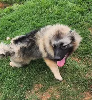 AKC Liam, a male Keeshond for sale in Oklahoma City, OK – 1 of 8