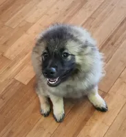 AKC Liam, a male Keeshond for sale in Oklahoma City, OK – 5 of 8