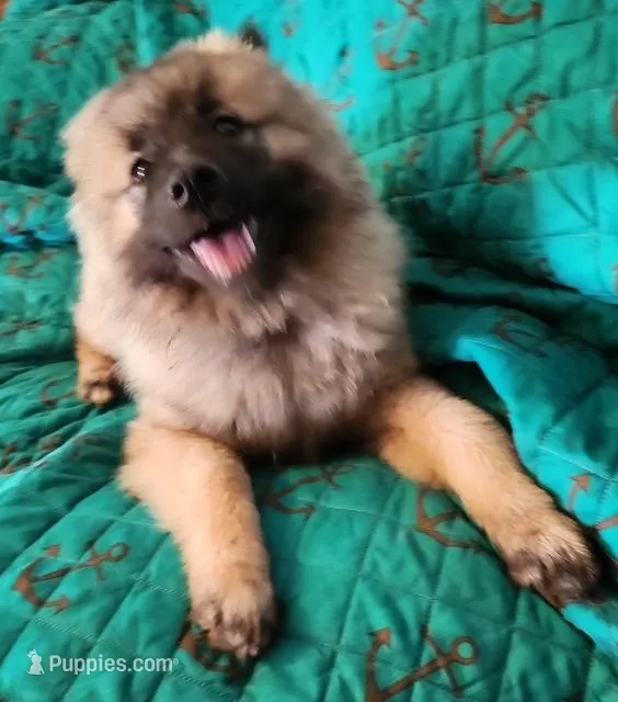 AKC Liam – Keeshond puppy for sale in Oklahoma City, OK