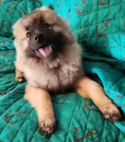 AKC Liam, a male Keeshond for sale in Oklahoma City, OK – Photo 1 of 2