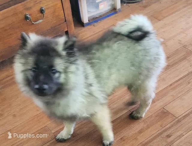 AKC Liam – Keeshond puppy for sale in Oklahoma City, OK