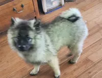 AKC Liam, a male Keeshond for sale in Oklahoma City, OK – 4 of 8