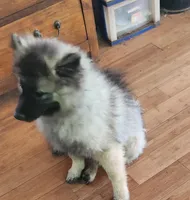 AKC Liam, a male Keeshond for sale in Oklahoma City, OK – 6 of 8