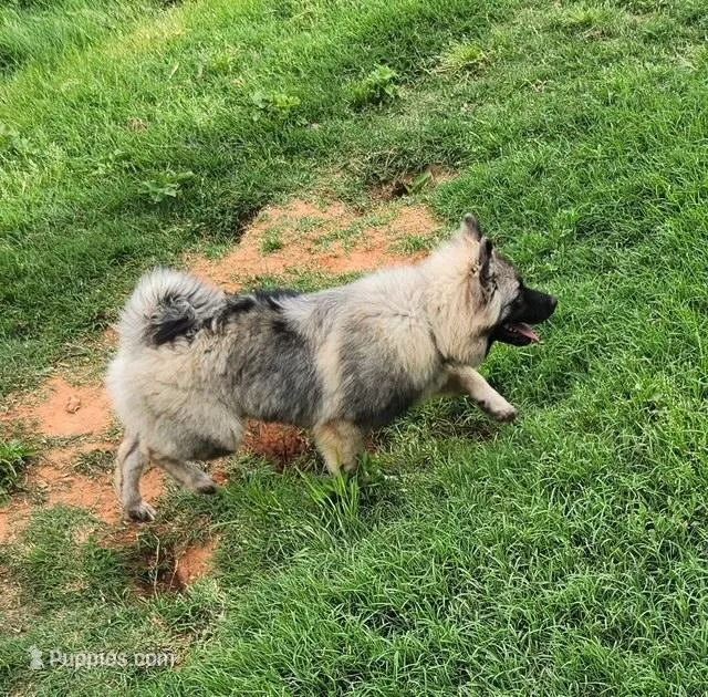AKC Liam – Keeshond puppy for sale in Oklahoma City, OK