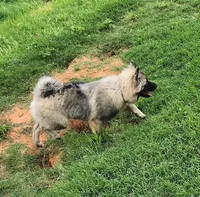 AKC Liam, a male Keeshond for sale in Oklahoma City, OK – 2 of 8