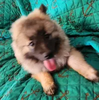 AKC Liam, a male Keeshond for sale in Oklahoma City, OK – Photo 2 of 2