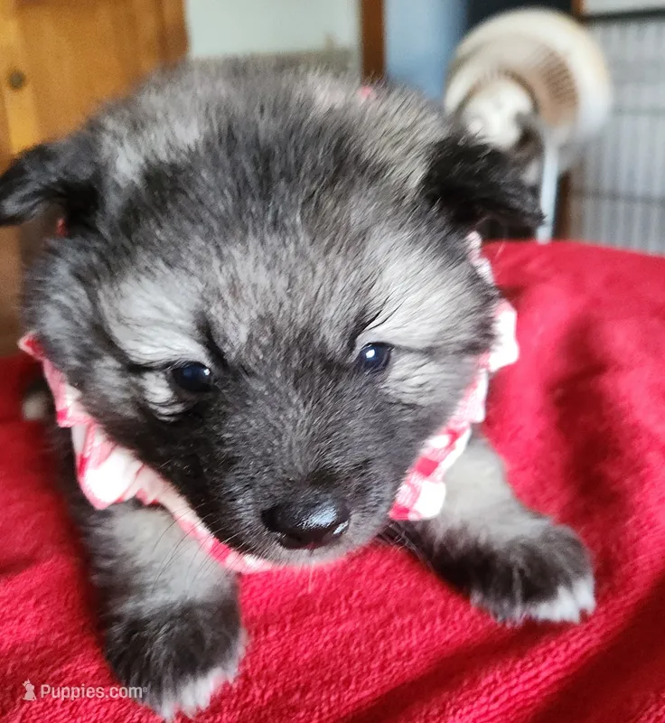 Jyn – Keeshond puppy for sale in Newalla, OK
