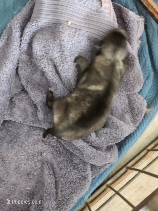 Annika – Keeshond puppy for sale in Oklahoma City, OK