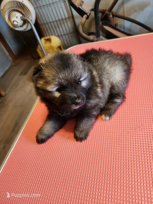 Annika – Keeshond puppy for sale in Newalla, OK