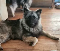 AKC Liam, a male Keeshond for sale in Oklahoma City, OK – 1 of 8