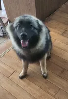 AKC Liam, a male Keeshond for sale in Oklahoma City, OK – 6 of 8