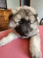 Chesson, a male Keeshond for sale in Newalla, OK – 4 of 4
