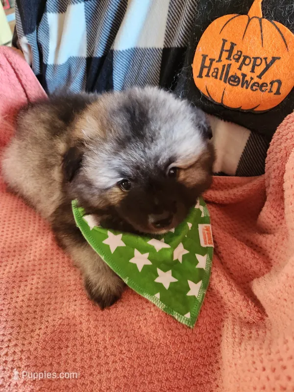 Noor – Keeshond puppy for sale in Newalla, OK