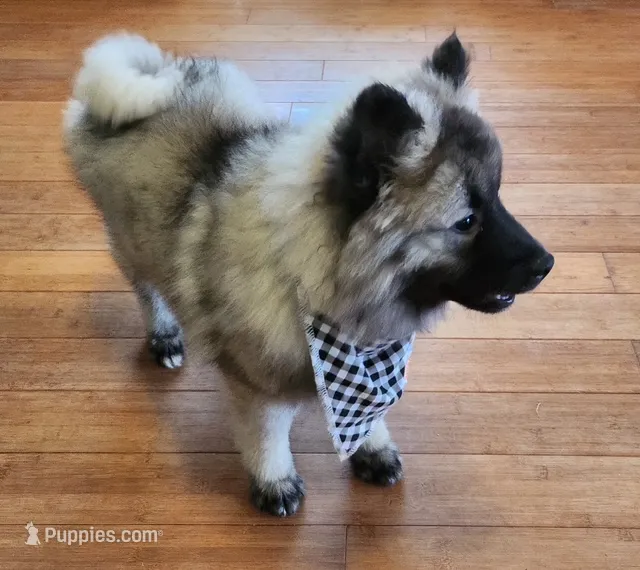 AKC Liam – Keeshond puppy for sale in Oklahoma City, OK