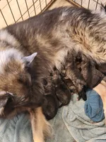 Annika, a female Keeshond for sale in Oklahoma City, OK – 2 of 2