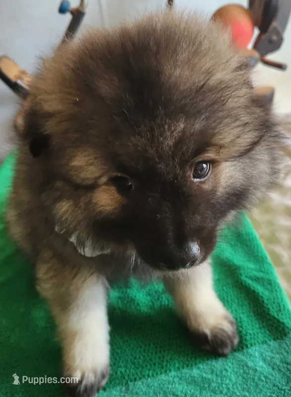 Noor – Keeshond puppy for sale in Newalla, OK