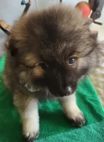 Noor, a female Keeshond for sale in Newalla, OK – 1 of 5