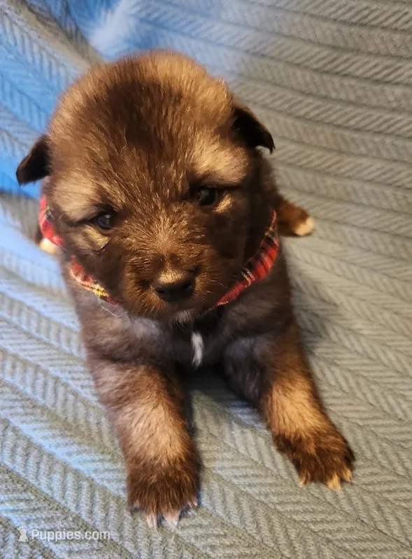 Jyn – Keeshond puppy for sale in Newalla, OK