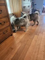 AKC Anton, a male Keeshond for sale in Oklahoma City, OK – 3 of 9