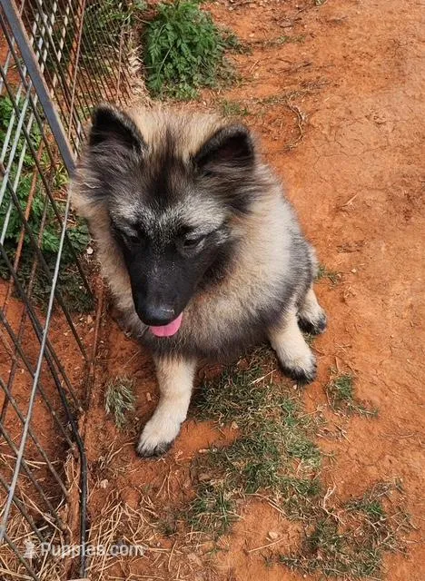 AKC Anton – Keeshond puppy for sale in Oklahoma City, OK