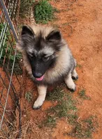 AKC Anton, a male Keeshond for sale in Oklahoma City, OK – 1 of 9