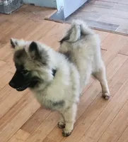 AKC Anton, a male Keeshond for sale in Oklahoma City, OK – 6 of 9