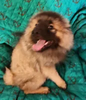 AKC Anton, a male Keeshond for sale in Oklahoma City, OK – Photo 2 of 2