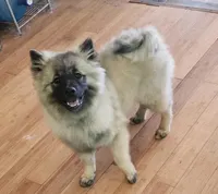 AKC Anton, a male Keeshond for sale in Oklahoma City, OK – 4 of 9