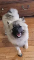 AKC Anton, a male Keeshond for sale in Oklahoma City, OK – 7 of 9