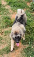 AKC Anton, a male Keeshond for sale in Oklahoma City, OK – 2 of 9