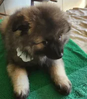 Noor, a female Keeshond for sale in Newalla, OK – 5 of 5
