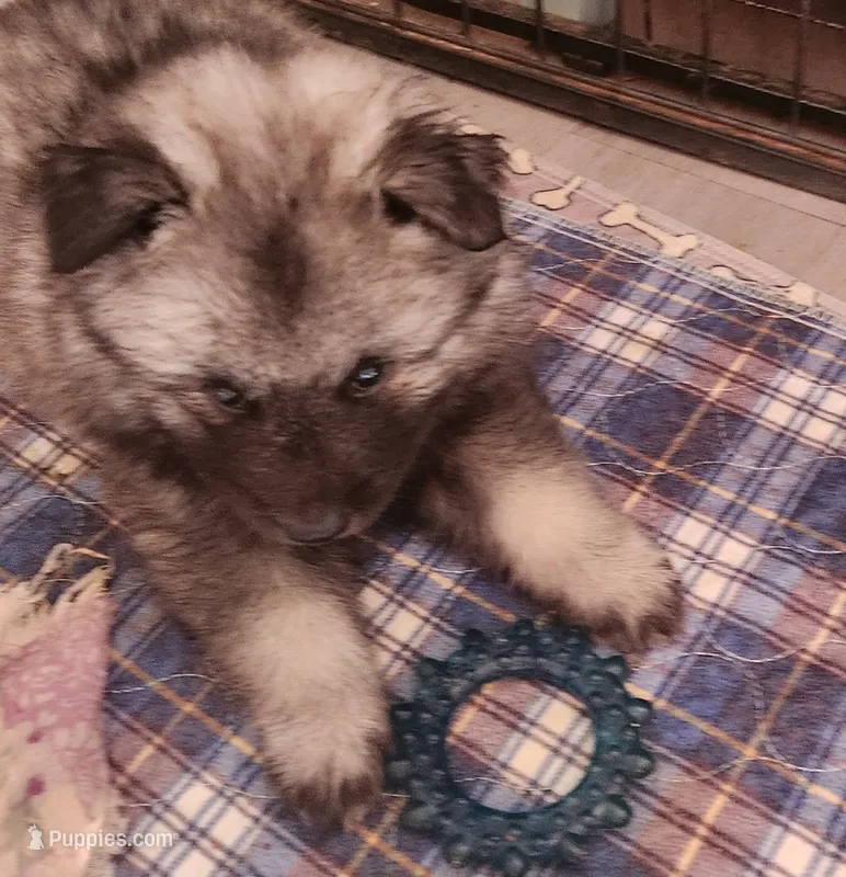 Dawson – Keeshond puppy for sale in Newalla, OK