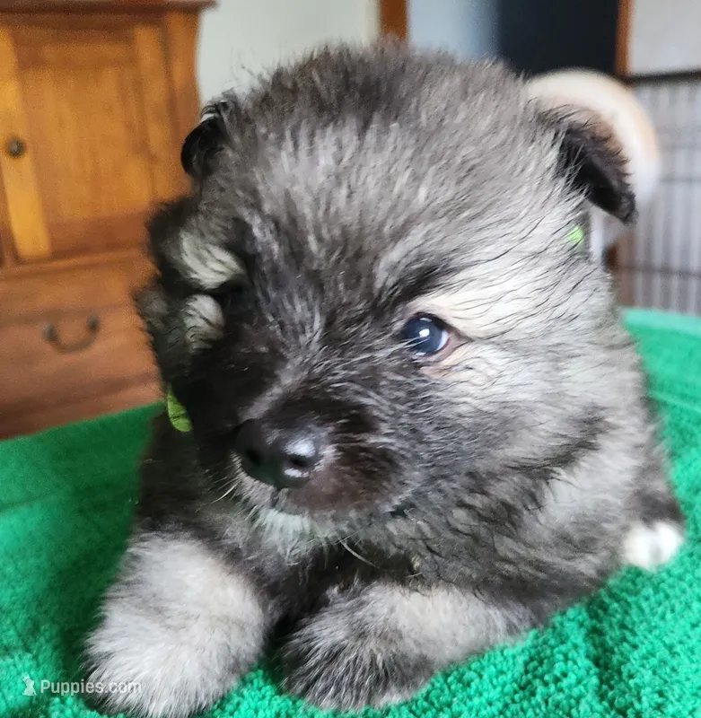 Noor – Keeshond puppy for sale in Newalla, OK