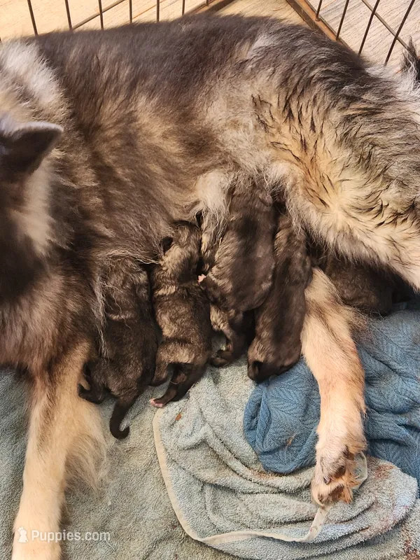 Annika – Keeshond puppy for sale in Oklahoma City, OK