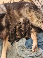 Annika, a female Keeshond for sale in Oklahoma City, OK – 1 of 2