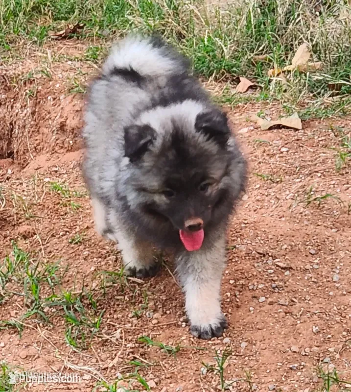 Noor – Keeshond puppy for sale in Newalla, OK