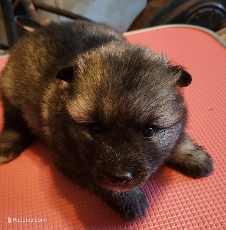 Matilda – Keeshond puppy for sale in Newalla, OK