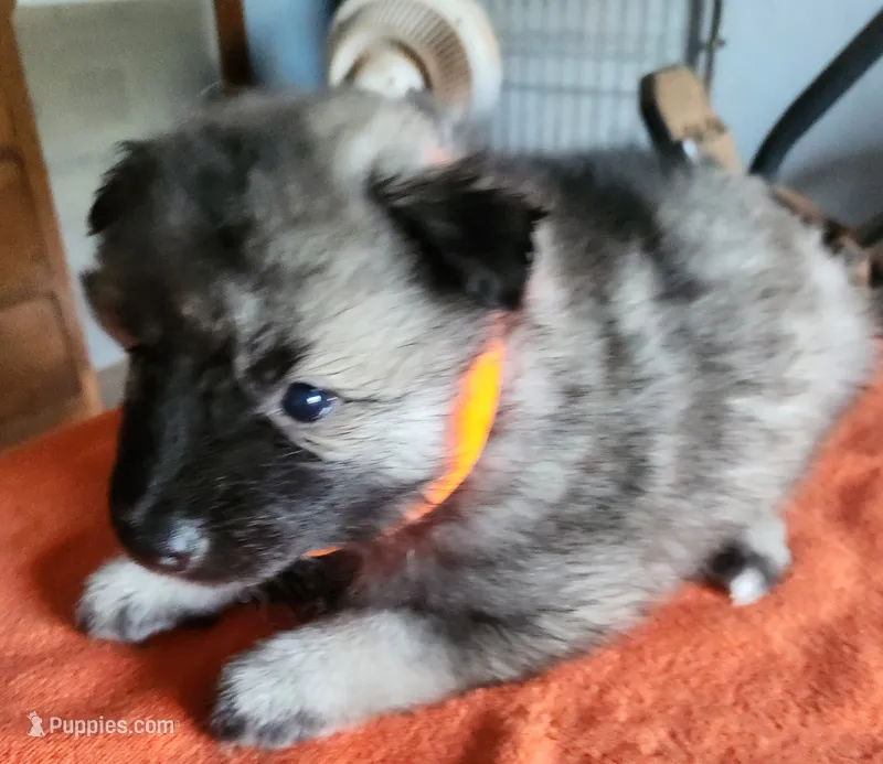 Matilda – Keeshond puppy for sale in Newalla, OK