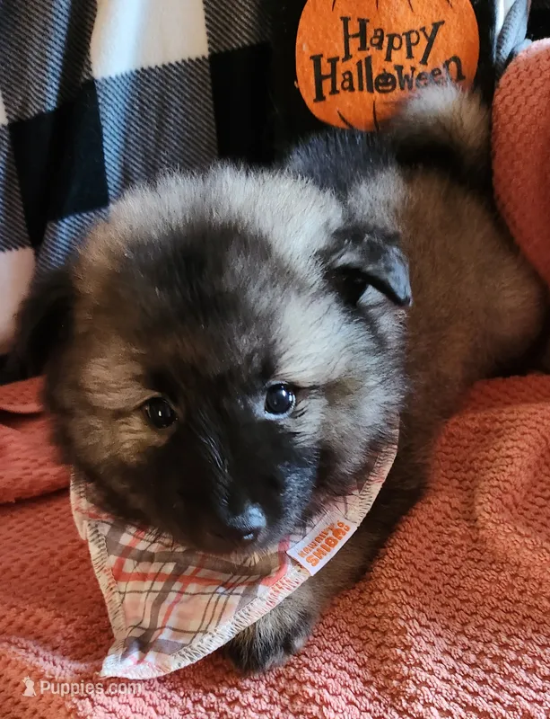 Matilda – Keeshond puppy for sale in Newalla, OK