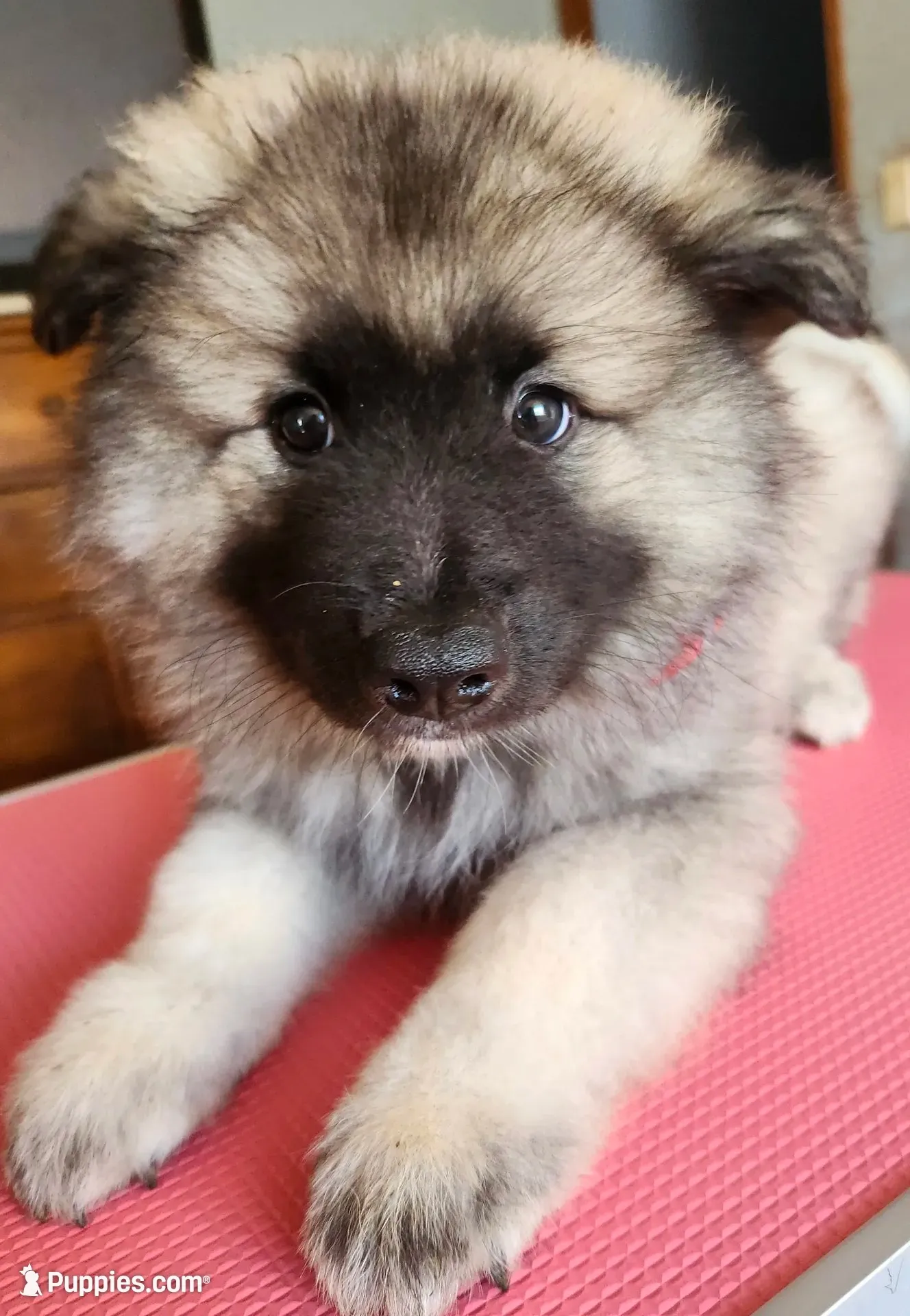 Chesson, a male Keeshond for sale in Newalla, OK – 1 of 4