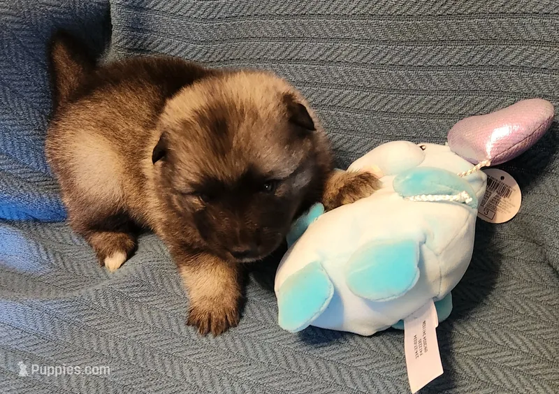 Chesson – Keeshond puppy for sale in Newalla, OK