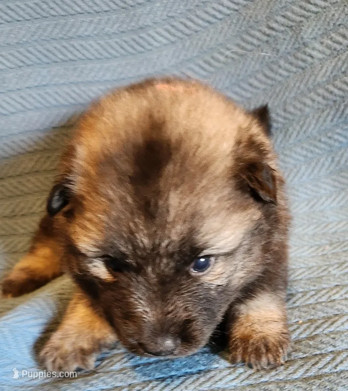 Annika – Keeshond puppy for sale in Newalla, OK